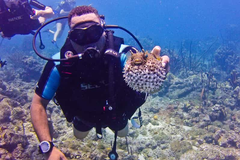 La Romana: Scuba Diving In Catalina Island | GetYourGuide