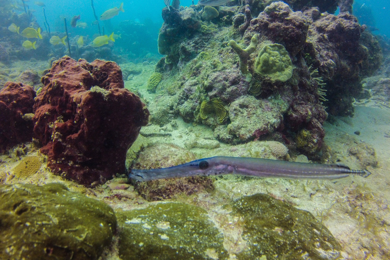 La Romana: plongée sous-marine sur l'île de Catalina