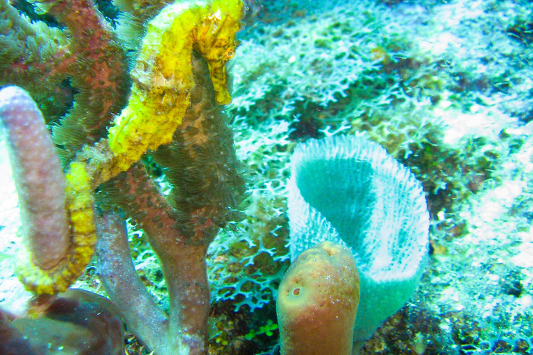 La Romana: plongée sous-marine sur l'île de Catalina