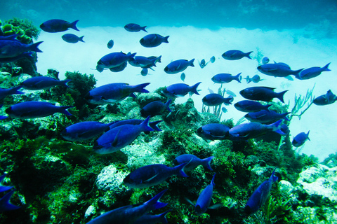 La Romana: duiken op het eiland Catalina