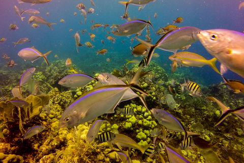 La Romana: Buceo en Isla Catalina