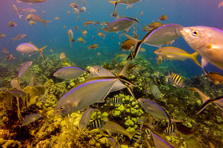 La Romana: plongée sous-marine sur l'île de Catalina