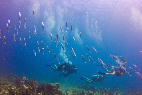 La Romana: Dykning på Catalina Island