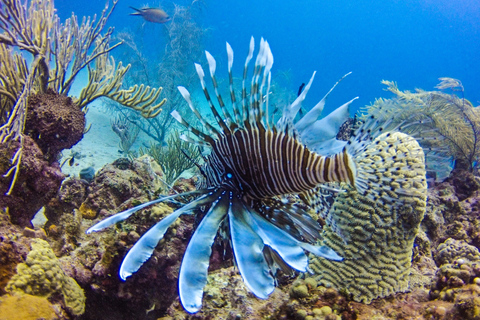 La Romana: plongée sous-marine sur l'île de Catalina