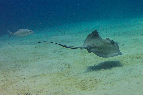 La Romana: Mergulho na Ilha Catalina