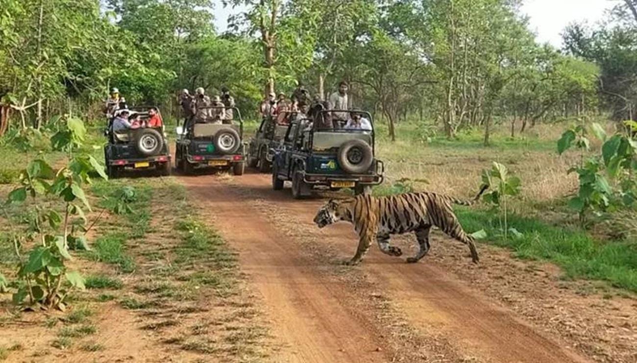 Von Agra nach Khajuraho & Panna: Entdecke Tempel und Wildtiere