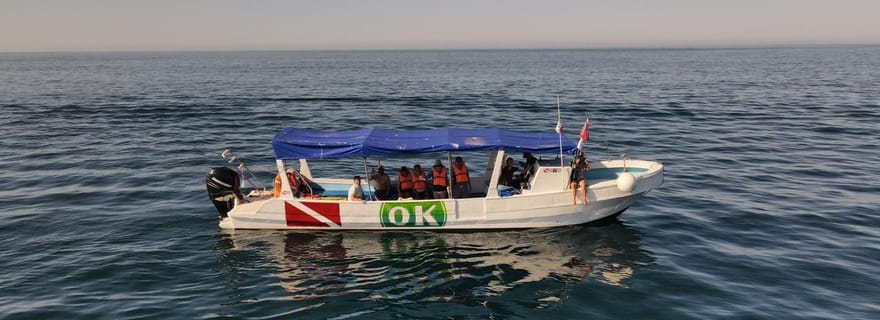 Zihuatanejo Ixtapa Observation des baleines à bosse