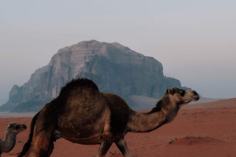 Wadi Rum 4-Day All-Inclusive Camel Trekking & Desert Tour