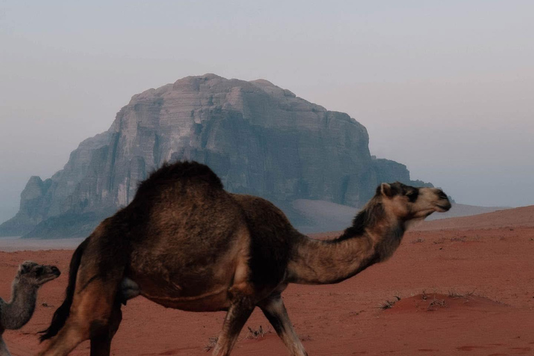 Wadi Rum 4-Day All-Inclusive Camel Trekking & Desert Tour