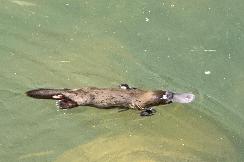 艾尔利海滩：恩杰拉鸭嘴兽和雨林生态之旅