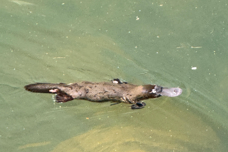 艾尔利海滩：恩杰拉鸭嘴兽和雨林生态之旅