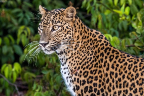 Desde Ella: Safari con Leopardo en Yala y Aventura con Almuerzo Local