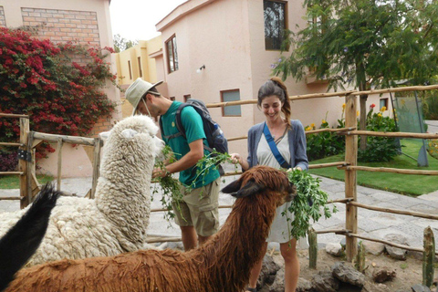 Excursão à fazenda de alpacas e lhamas com demonstração de tecelagem