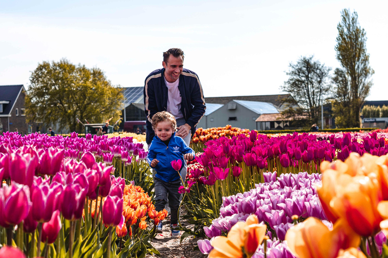 From Amsterdam: Tulip Experience and Tulip Fields Tour 4-hour tour Tulip Experience