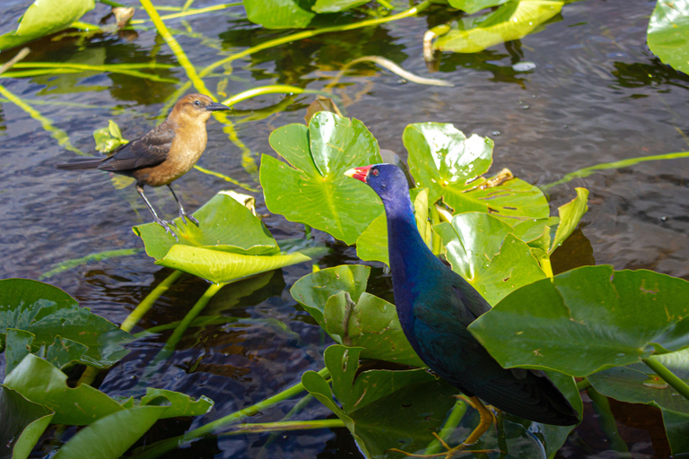 Everglades Airboat Tour from Miami w/ Park Entry & Transport Special Tuesday Everglades : Extra $35/Guests Due at Checkin