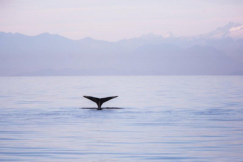 Vancouver: Whale Watching begeleide boottocht van een halve dag9 uur Vertrek