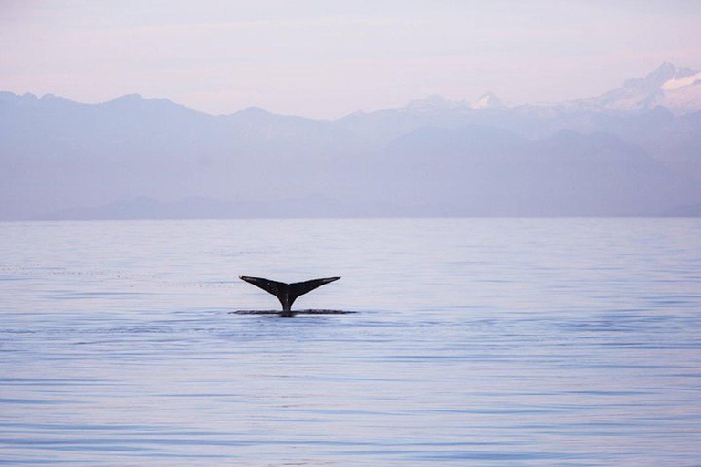 Vancouver: Excursión guiada de medio día en barco para avistar ballenas14:00 Salida