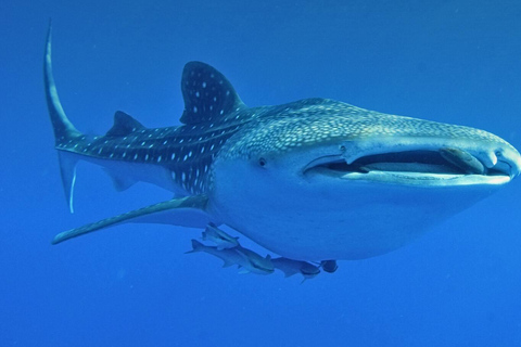 Nage avec les requins-baleines depuis Isla Mujeres et/ou Cancun