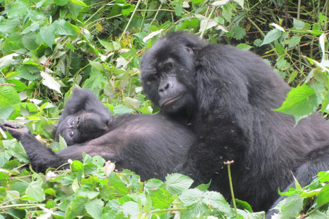 Uganda: 4-Day Bwindi Impenetrable Forest National Park Tour
