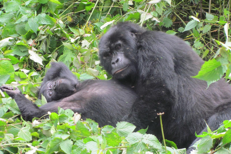Uganda: 4-Day Bwindi Impenetrable Forest National Park Tour