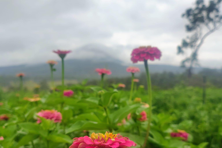 Brisbane Farm Day Trip | Ellia's Garden Scenic Rim