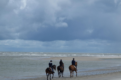 Auckland: Beach & Dune Horse Trek for Beginner Riders Auckland: 2-hr Beach & Dune Horse Trek for Beginner Riders
