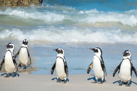 Cape Town: Cape Peninsula and Penguins Full-Day Tour