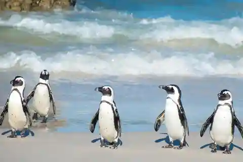 Le Cap : visite d'une journée de la péninsule du Cap et des pingouins