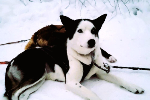 Sirkka: 5 km Husky-slädåkning i Levi