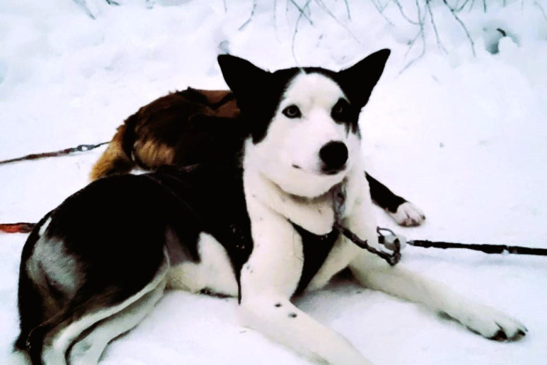 Paseo en trineo tirado por huskies en Levi 5 KM