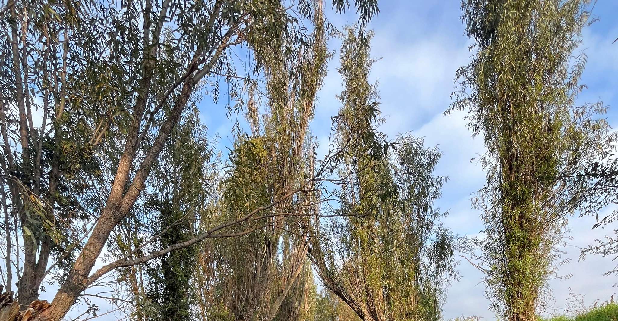 Xochimilco Kayak Tour - Hizvo