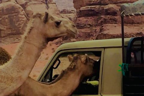 Wadi Rum: tour de medio día en jeep con guía beduino