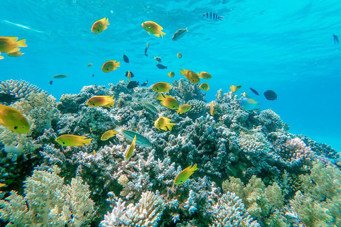 Hurghada: Scuba Diving cruise with lunch & pickup Single Beginner introduction dive with pickup and lunch