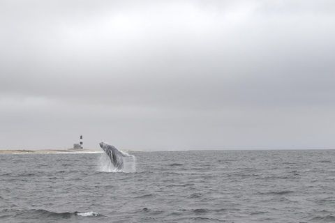Walvis Bay: Seal Kayaking Adventure with Brunch
