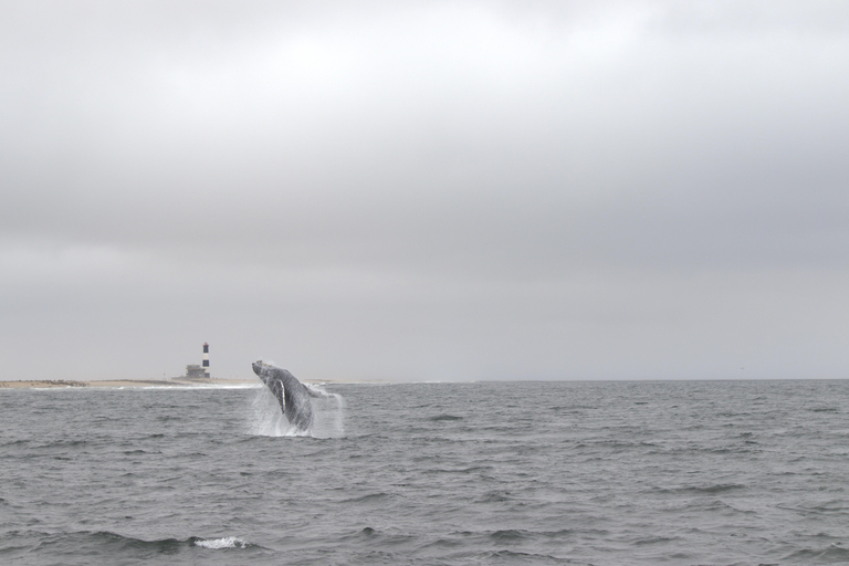 Walvis Bay: Seal Kayaking Adventure with Brunch