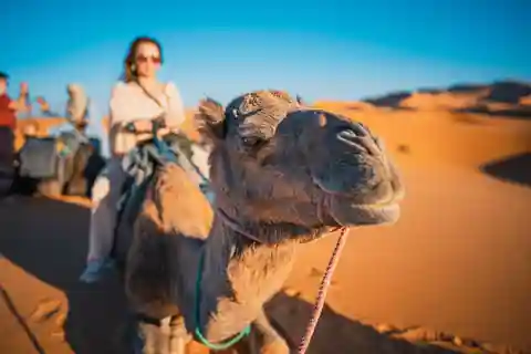 Ica / Huacachina: Passeio de camelo no deserto peruano
