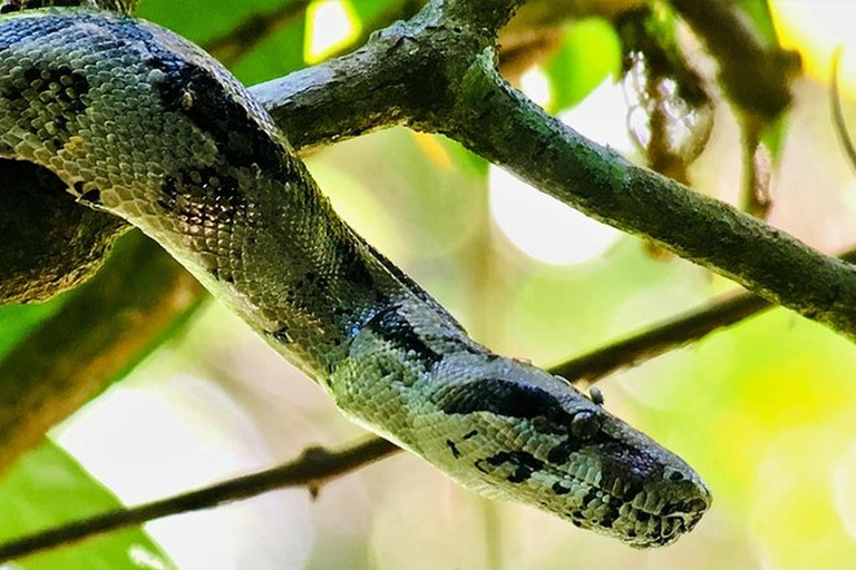 Manuel Antonio: Wildlife en Strand Tour in Nationaal ParkGroepsrondleiding (toegang tot park NIET inbegrepen)