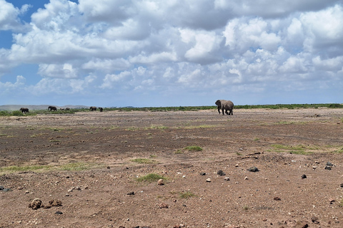 Nairobi: Amboseli National Park Tagestour mit PirschfahrtenSolo Nairobi: Amboseli National Park Tagestour