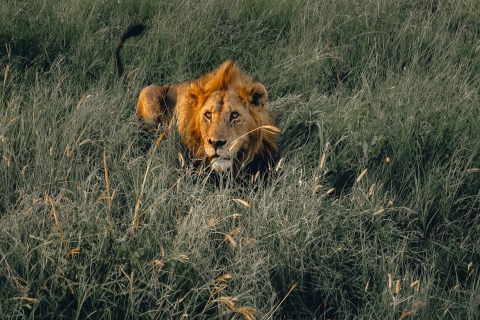 Safari de acampada de varios días por el Serengeti y el Ngorongoro