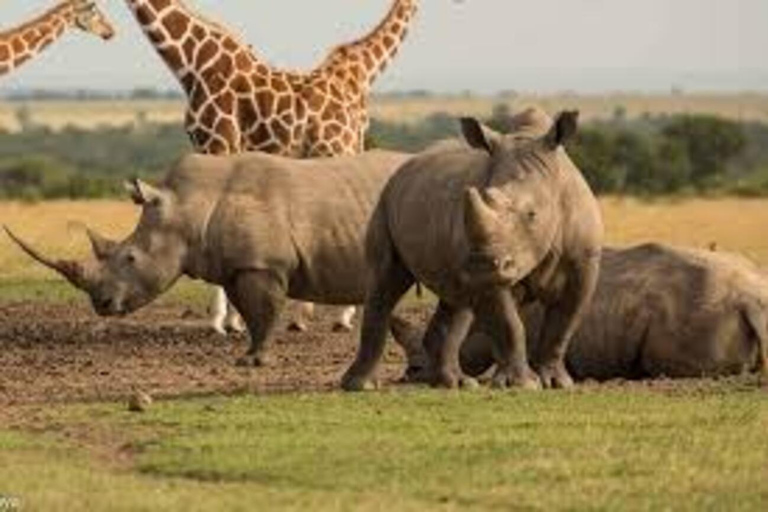 Safari nell&#039;Ol Pejeta Conservancy da Nairobi