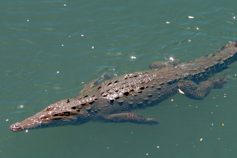 Carara National Park: Beste Tour Carara National Park - Ein Tag