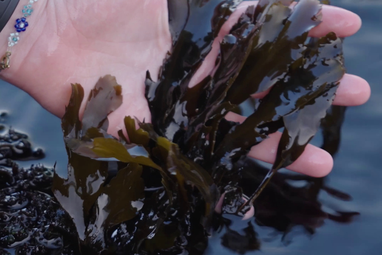 A more culinary tour of Aarhus Ø: with tastings through Aarhus' history Culinary island hike: Tastes from 1250 years of city history