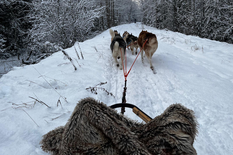Ryga: Psie zaprzęgi husky i przejażdżka torem bobslejowym