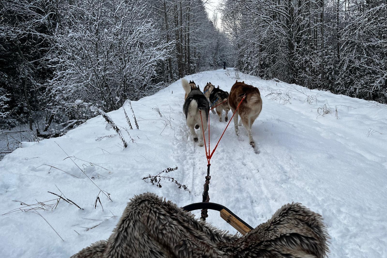 Ryga: Psie zaprzęgi husky i przejażdżka torem bobslejowym