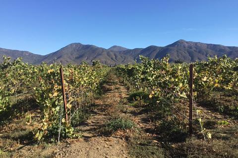 Vineyard, Valparaiso, Horseback Riding, Sea L &amp; BBQ Day Trip