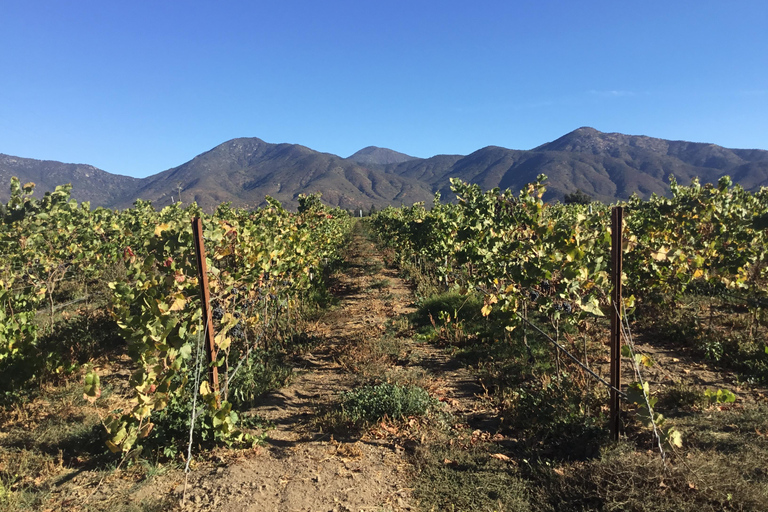 Vineyard, Valparaiso, Horseback Riding, Sea L &amp; BBQ Day Trip