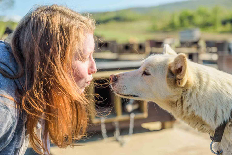 Tromsø: ontmoet husky&#039;s en geniet van zelfgemaakte chocoladetaart