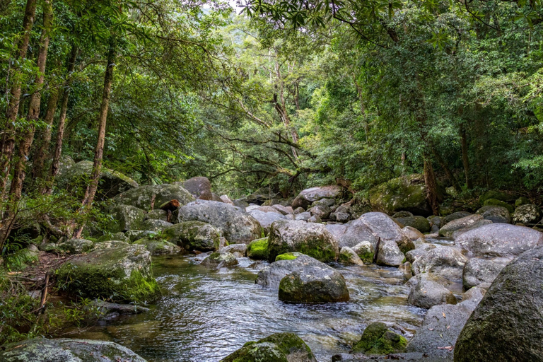 Port Douglas: Mossman Gorge Cultural Walk with Transfers