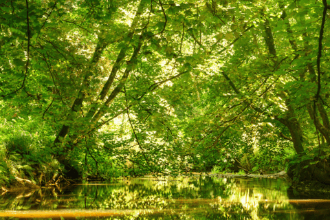 Wexford: Explore an Ancient Woodland with an Irish Witch