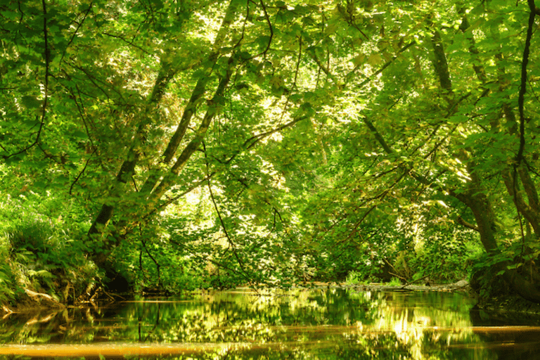 Wexford: Explore an Ancient Woodland with an Irish Witch